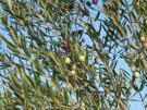 Mas de la Jasse du Barry, olivier