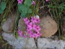 Mas de la Jasse du Barry, fleur et nature, le Cailar